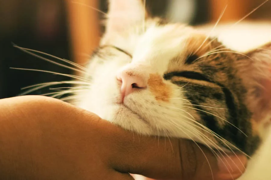 Freshening Up Fido: A Deep Dive into the Pet Hair Dryer Revolution