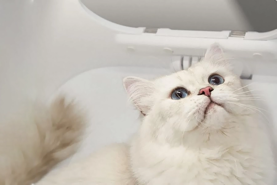 The Transformative Power of a Temperature Controlled Pet Drying Box in Your Pet Care Routine